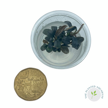 Load image into Gallery viewer, Bucephalandra &#39;Brownie Pheonix&#39; [In Vitro Cup]
