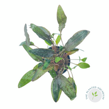 Load image into Gallery viewer, Cryptocoryne wendtii &#39;Brown&#39;
