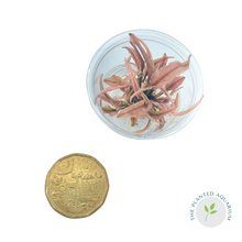 Load image into Gallery viewer, Cryptocoryne wendtii &#39;Flamingo&#39; [In Vitro Cup]
