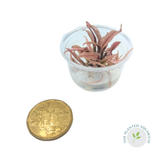 Load image into Gallery viewer, Cryptocoryne wendtii &#39;Flamingo&#39; [In Vitro Cup]
