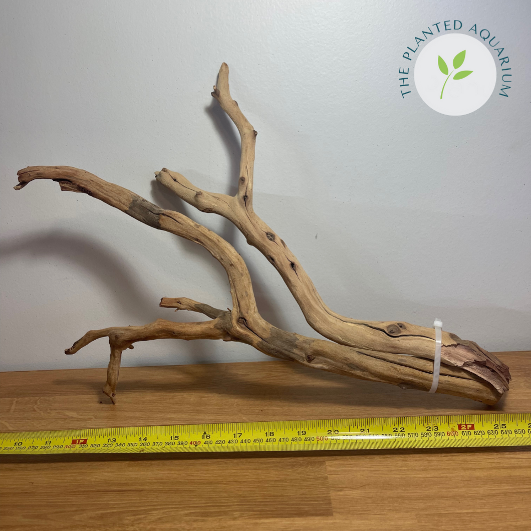 Manzanita Driftwood (Medium: 16 - 20