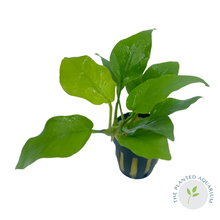 Load image into Gallery viewer, Anubias nana &#39;Golden&#39;
