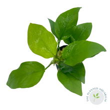 Load image into Gallery viewer, Anubias nana &#39;Golden&#39;
