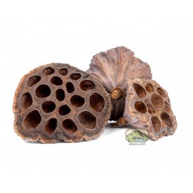 Lotus Pods [Pack of 3]
