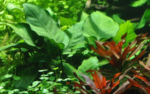 Anubias barteri var. caladiifolia [Tropica]