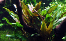 Load image into Gallery viewer, Cryptocoryne undulata &#39;Broad Leaves&#39; [Tropica]
