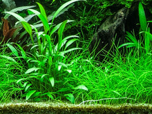 Load image into Gallery viewer, Cryptocoryne x willisii [Tropica]
