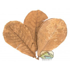 Indian Almond Leaves, Small [Pack of 10]