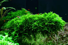 Load image into Gallery viewer, Vesicularia dubyana &#39;Christmas&#39; (Moss) [Tropica]
